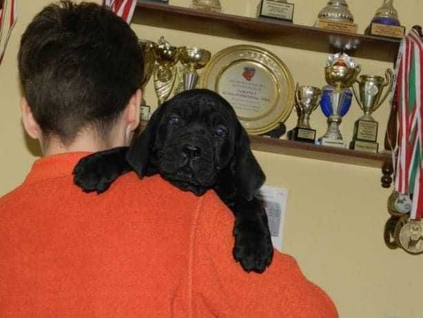 Cane Corso z rodowodem FCI