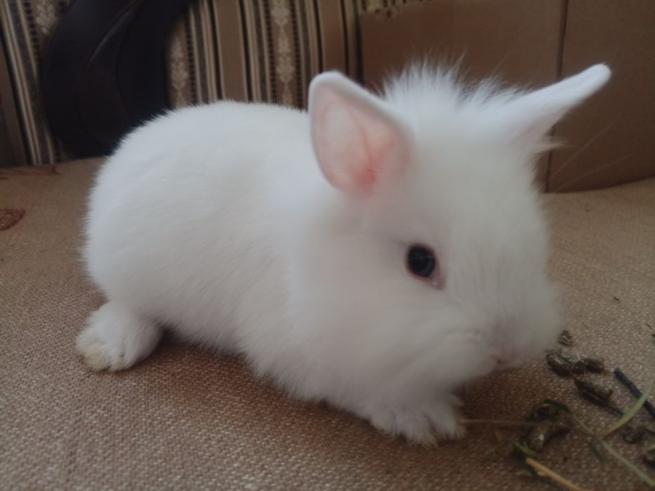 Декоративні кролики