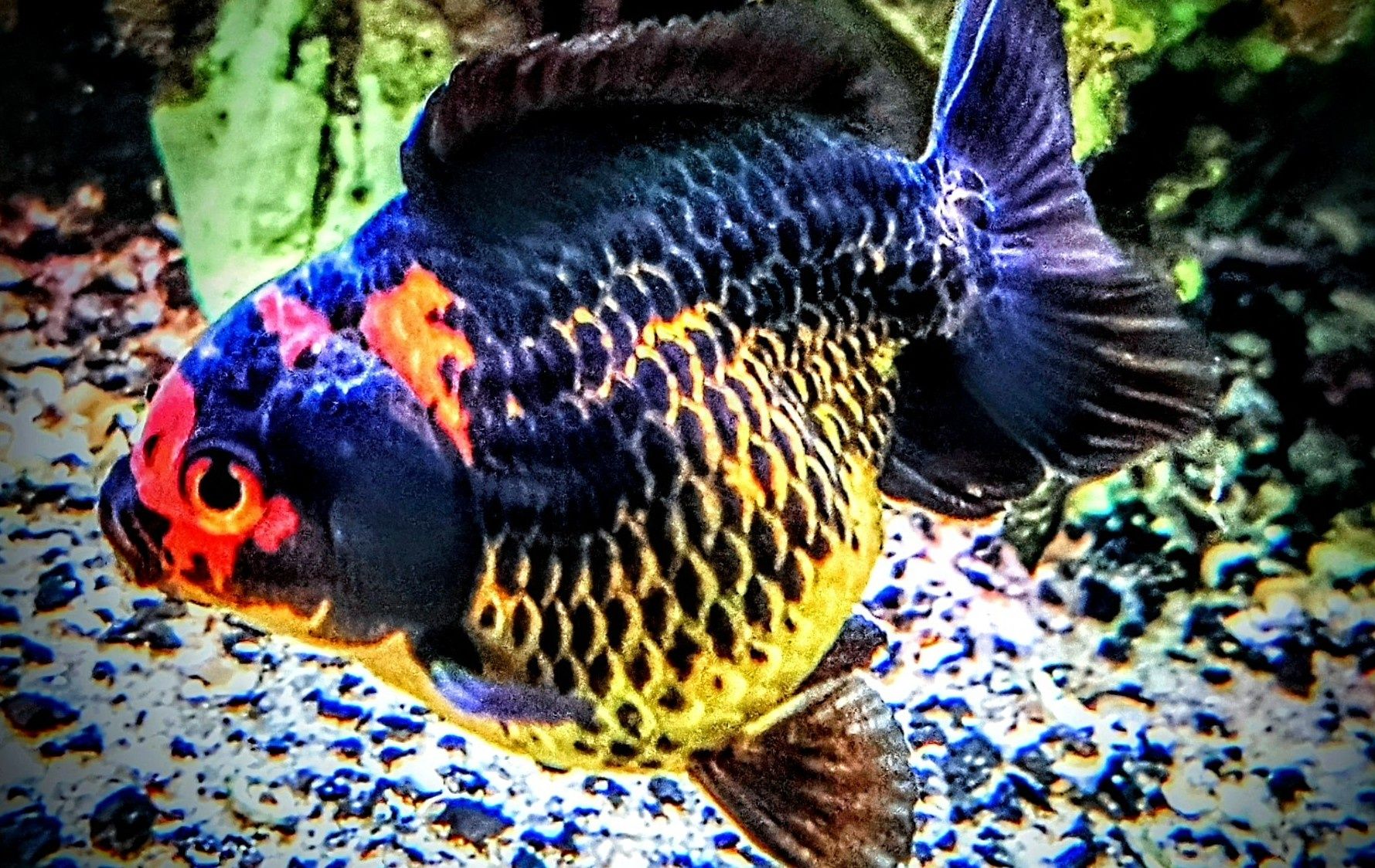 Goldfish ,,apache oranda,,  lwia glówka welonki welon welonka