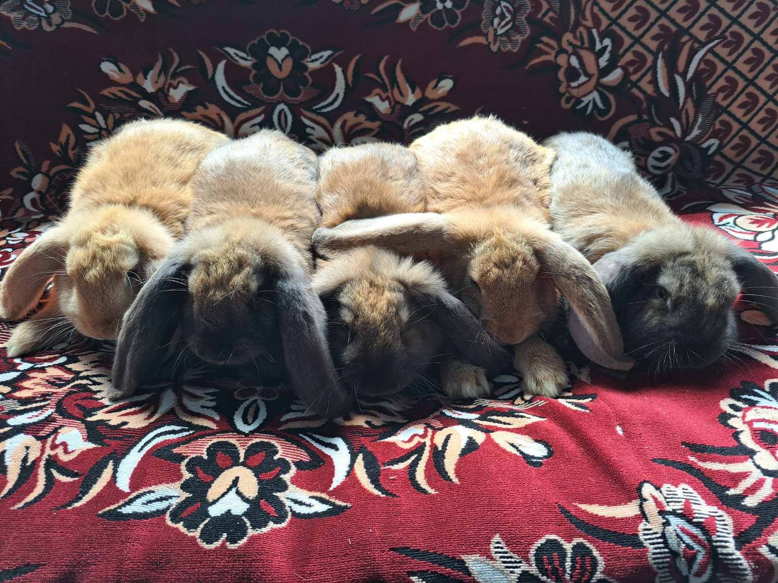 Кролики породи французький баран