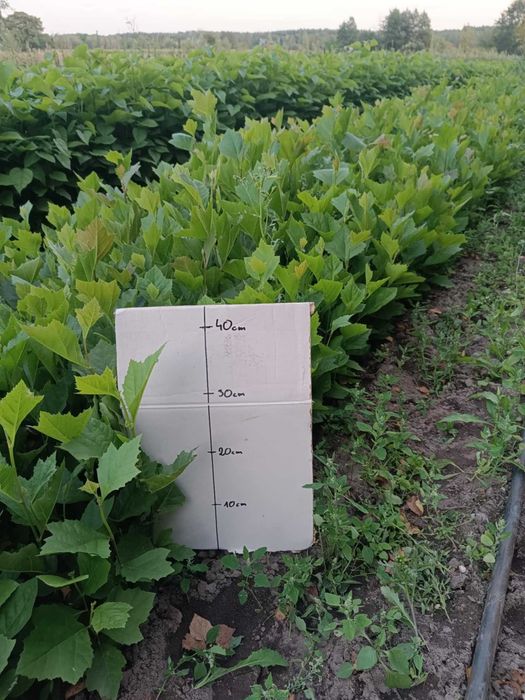 PLATAN KLONOLISTNY Platanus acerifolia 30-50