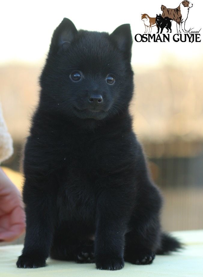 Великолепная девочка шипперке схипперке schipperke