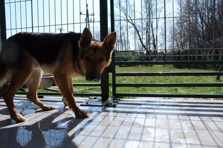 102732 Jacenty do odpowiedzialnej adopcji