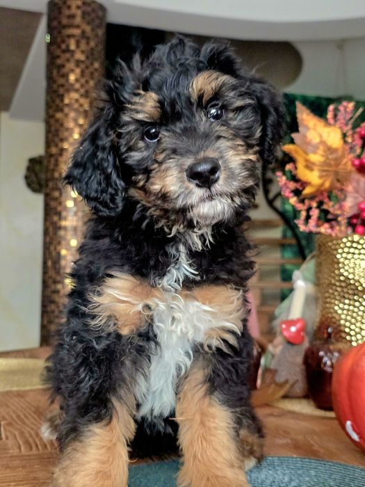 Aussiedoodle sliczny  chlopak paszport