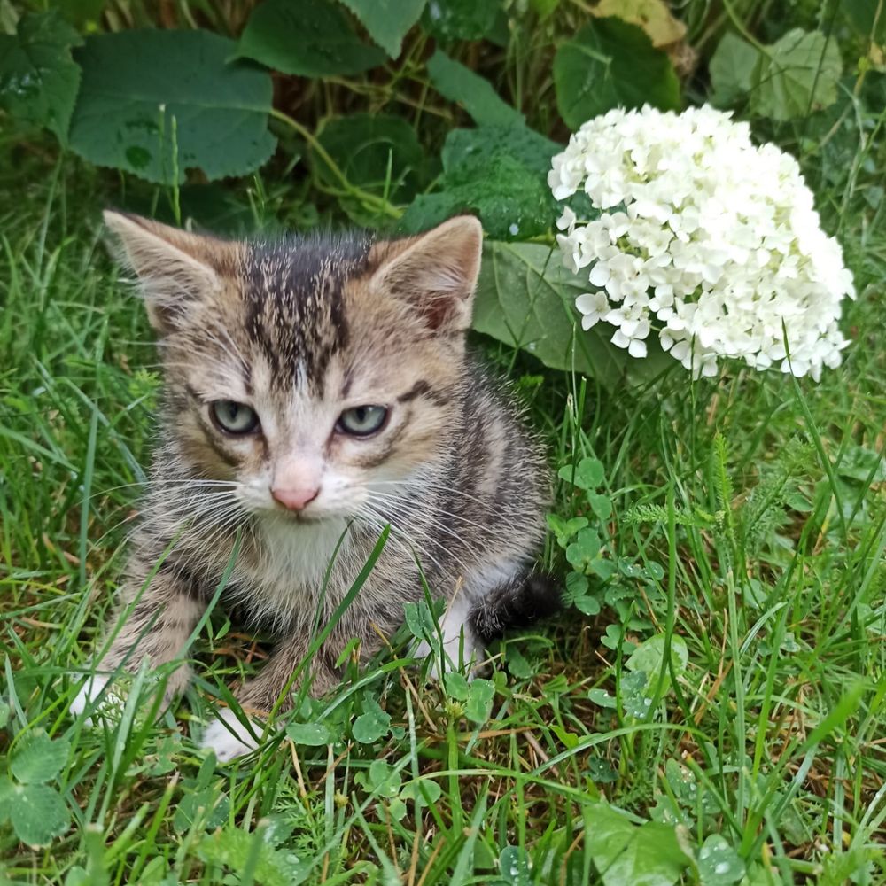 Oddam Kotka w dobre Ręce