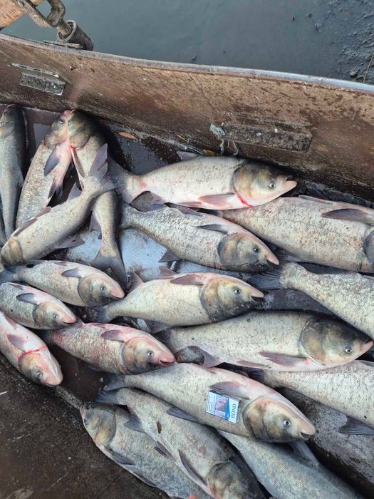 Жива риба-Товстолоб,короп,карась СЕРЕДИНКА,ГАЙСИНСЬКИЙ Р-Н