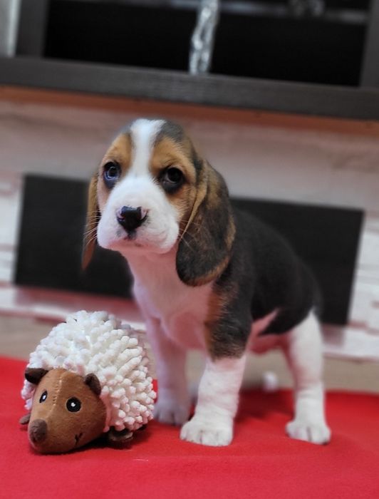 Beagle Śliczny Tricolorek