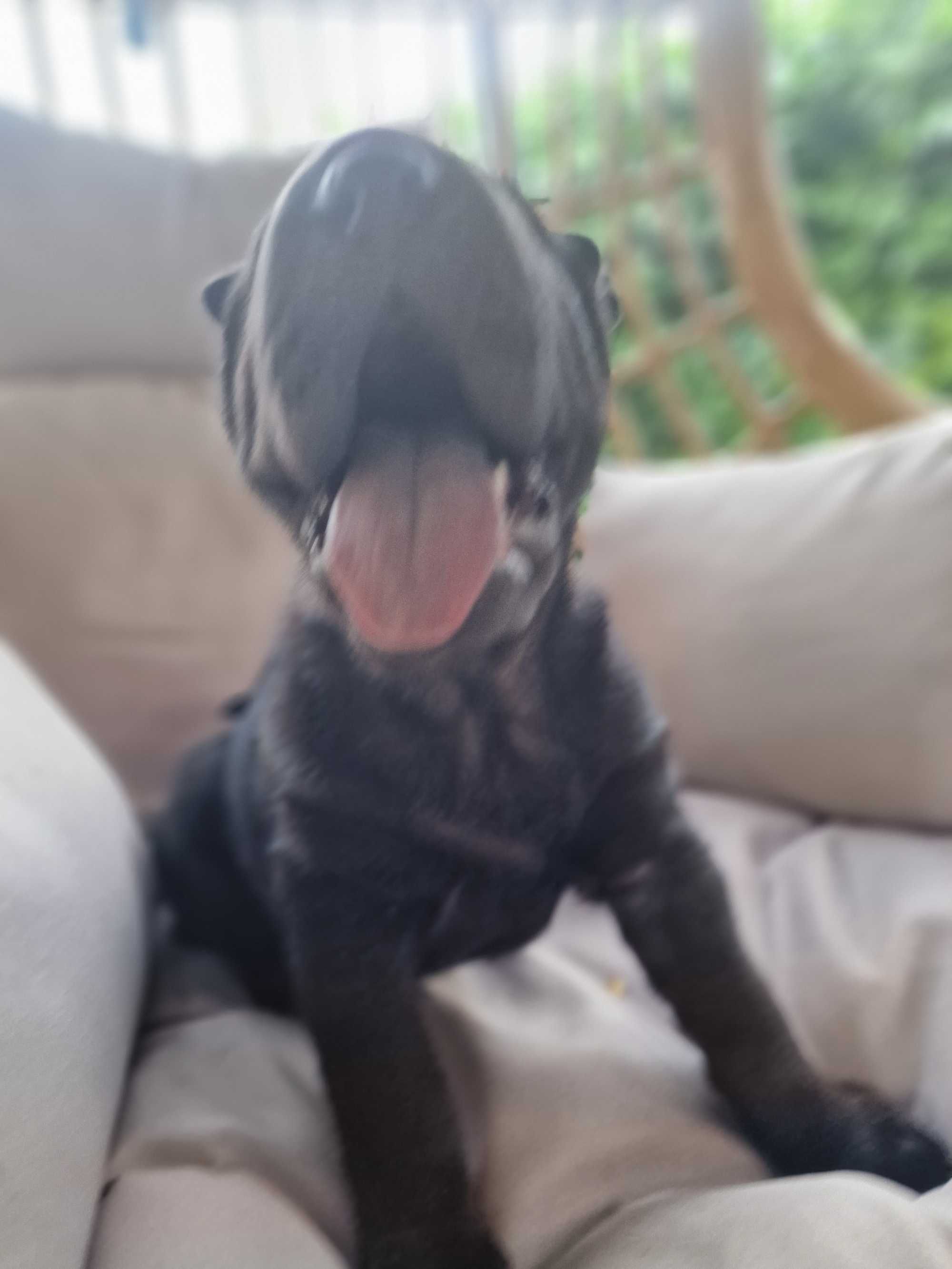 Suczka shar pei FCI