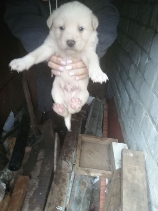 7 хлопців і дівчинка терміново шукають дім, привеземо