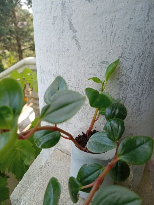 Пеперомія клузієлистна