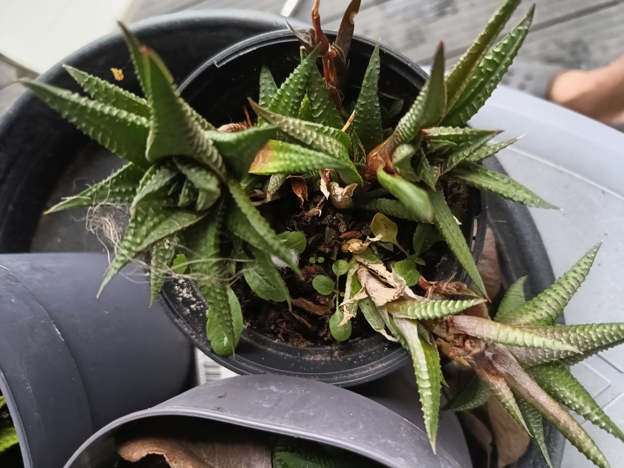 Haworthia limifolia