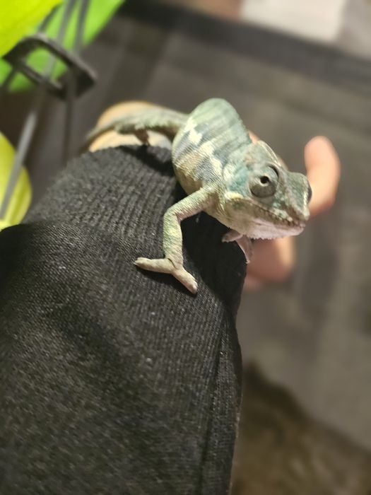 Jaszczurka lamparcia samiec samica