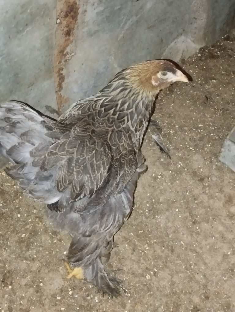 Brahma várias origens