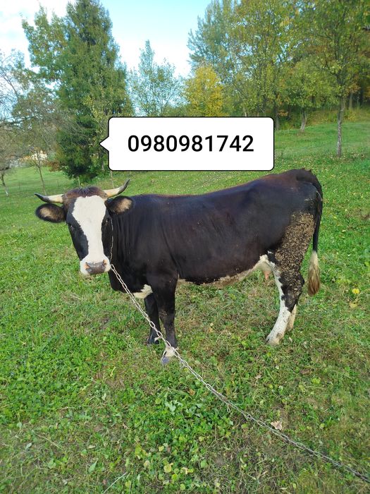 Продам молоду корову вечірка