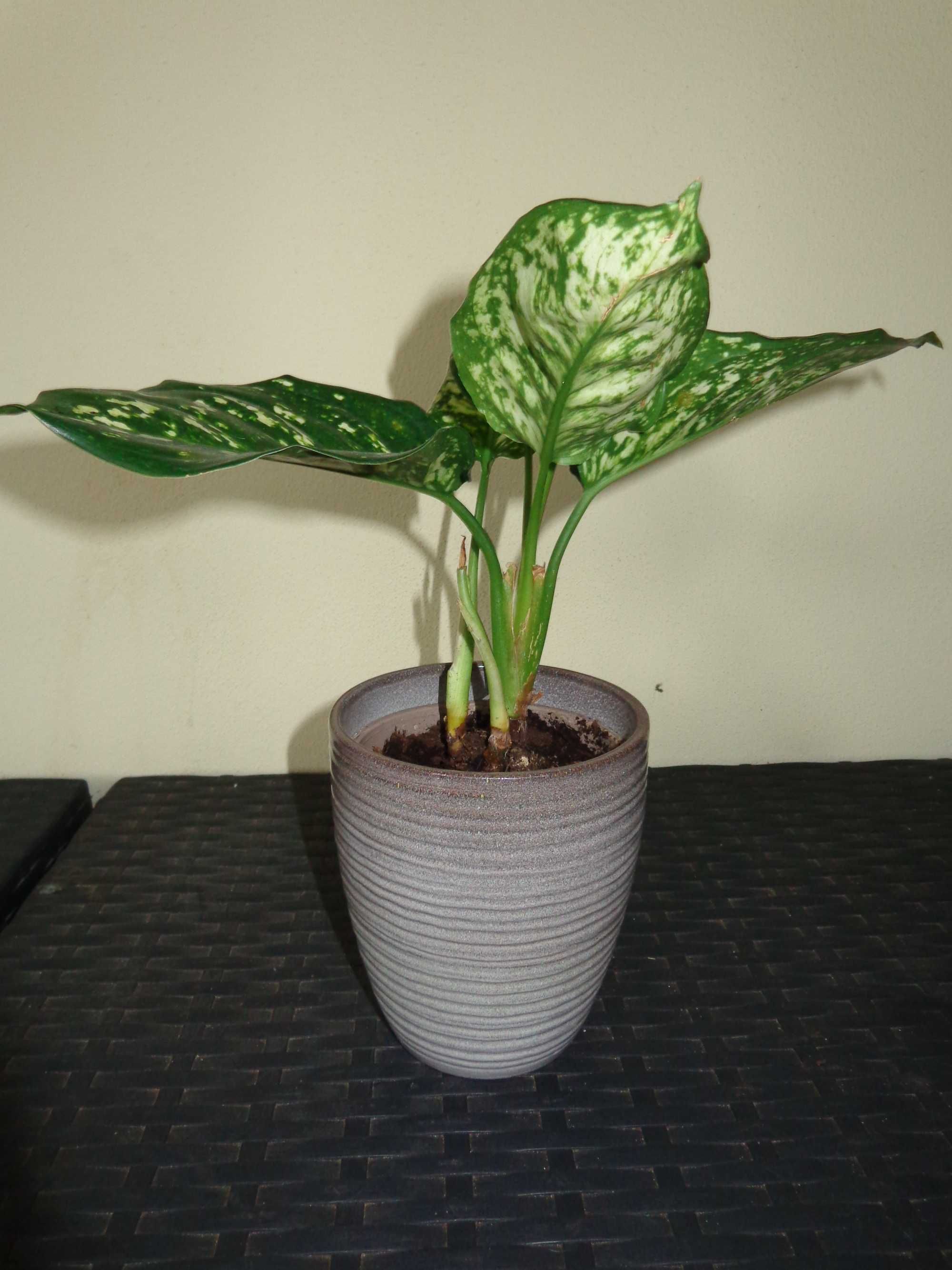 Aglaonema Snowflake - duża sadzonka