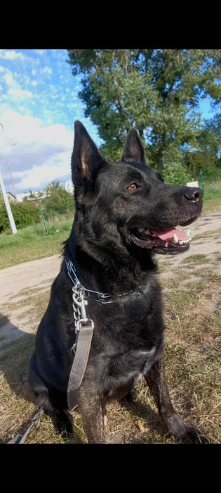 Dorosły piesek w typie Owczarka