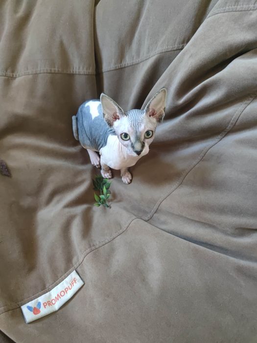 Гарнюня дівчинка сфінкс шукає родину