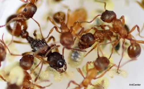 Kolonia Myrmica sp. Q + 50 robotnic