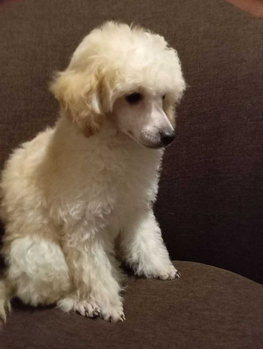 Пудель - біленький хлопчик