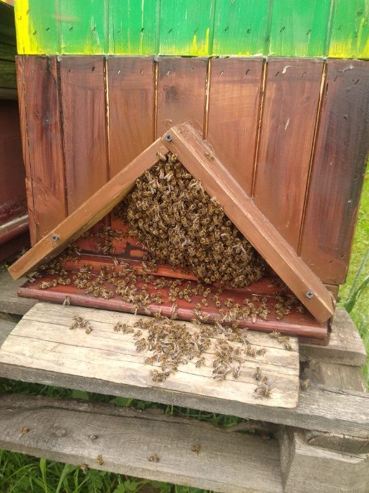 Ule Wielkopolskie wraz z pszczołami