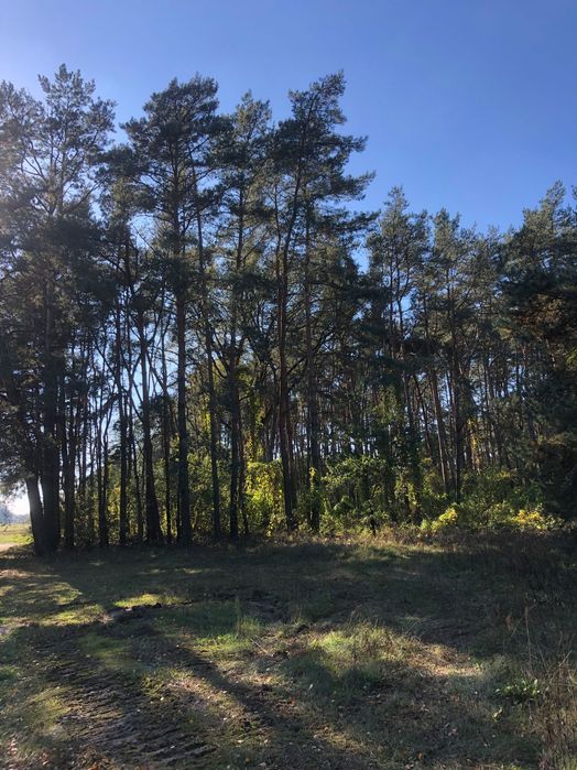 Dwie działki leśne, k. Łęczycy, dojazd asfalt