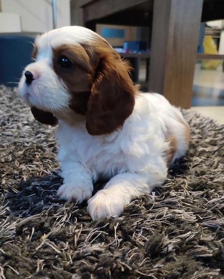 Suczka Cavalier King Charles Spaniel