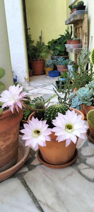 Cacto bola (com 27 cactos bebés)