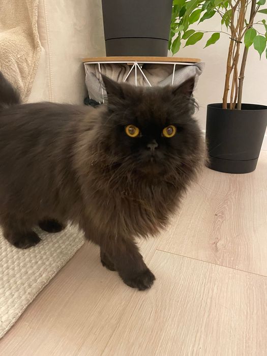 Oddam w dobre ręce 2 letnia kotka