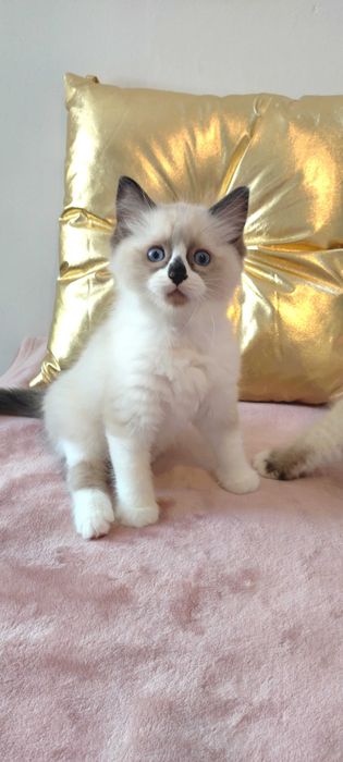 Maluszek  Ragdoll z sierpnia  < 3 rodowód FPL