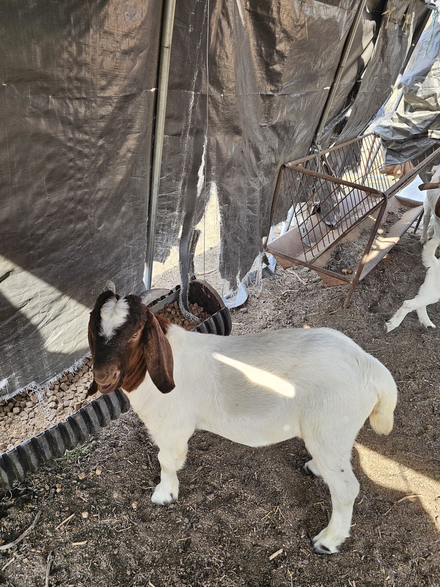 Macho boer disponível