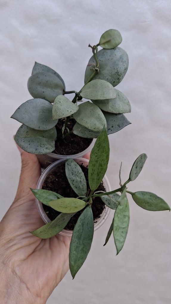 hoya  РІЗНИХ  срібних сортів хойя