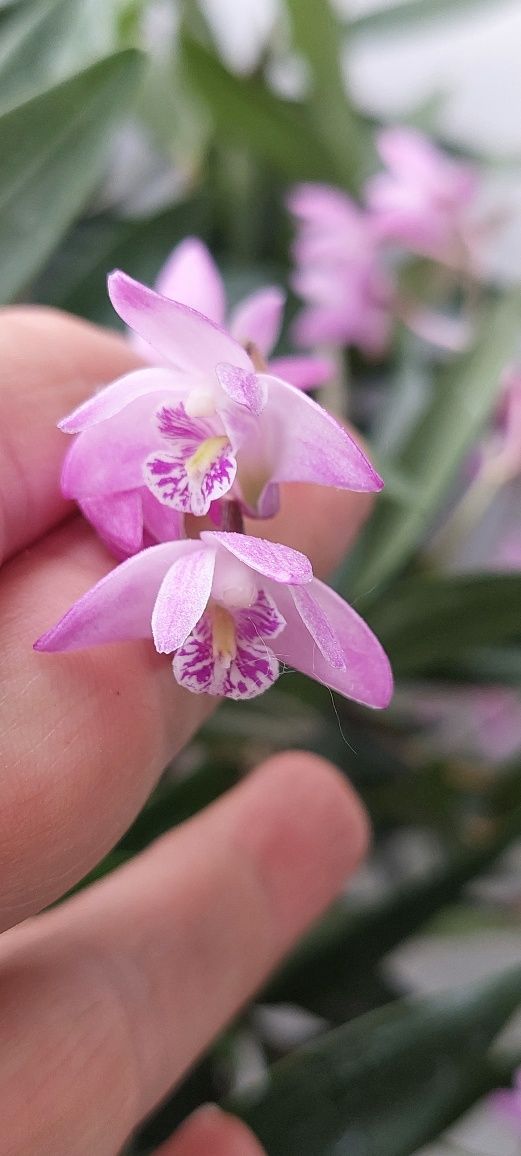 Orquideas Dendrobium kingianum