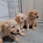 Golden Retriever Kremowo Złoty