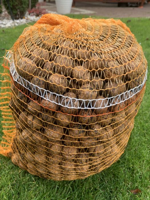 Orzechy małe włoskie worek 10 kg - 70 zł 1kg-7zł