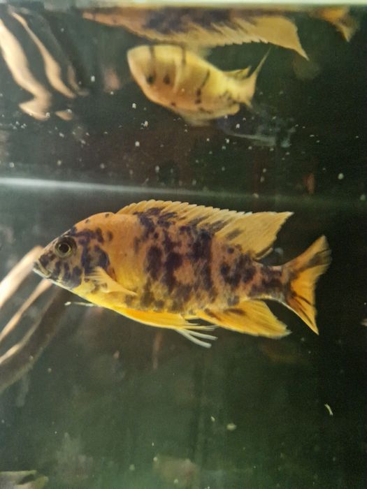 Pyszczaki Aulonacara Calico