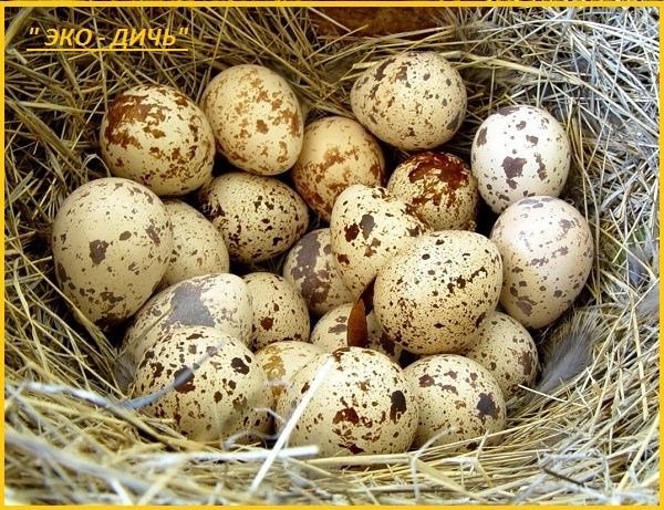 Яйцо инкубационное перепела Фараон (селекция Испания).