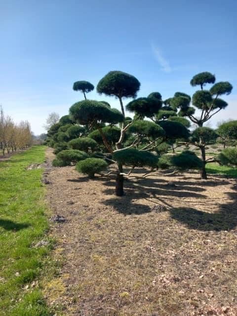 Bonsai-Niwaki formowane sosna cis jałowiec. Laurowiśnia jodła szmaragd