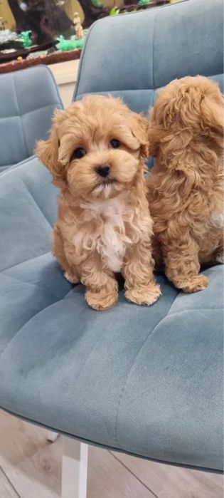 Ексклюзив‼️Обмежена кількість щенят Мальтипу Мини мальтипу Мальтіпу