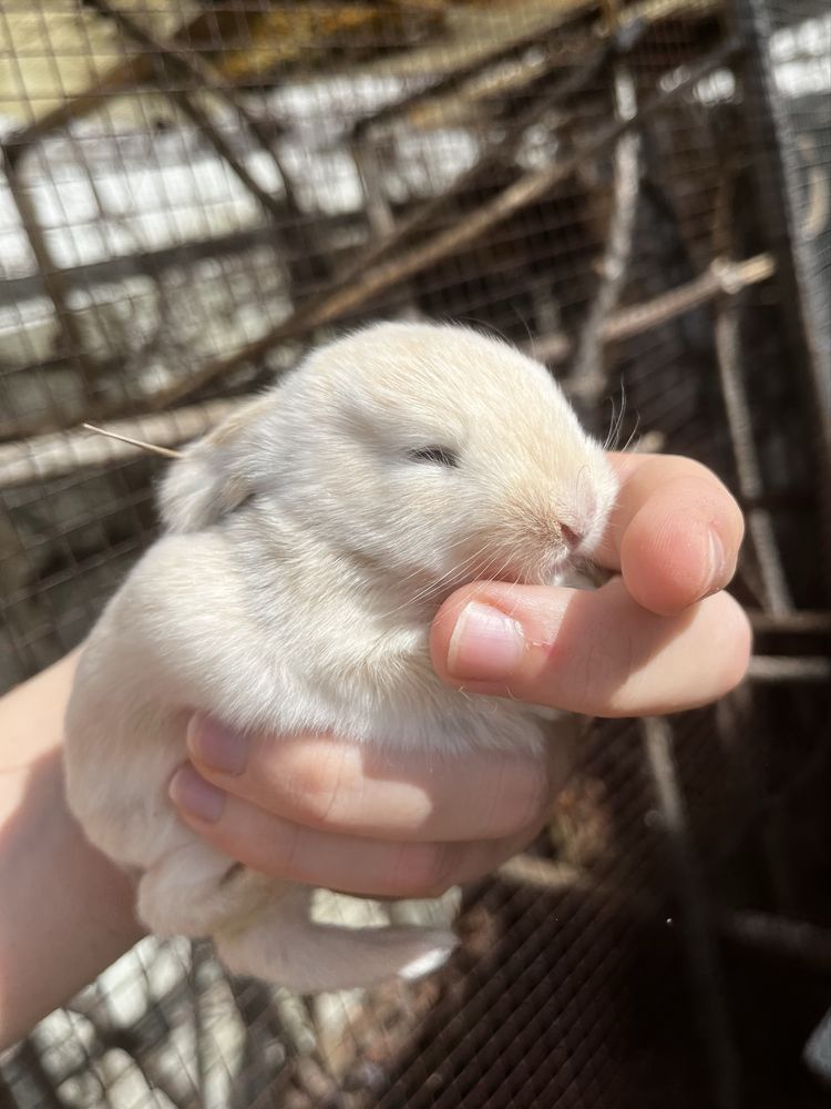 Criador coelhos anões orelhudos