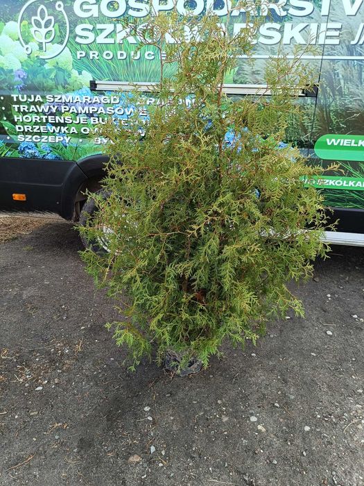 Tuja brabant doniczka 7,5 L gęste 150-180 cm