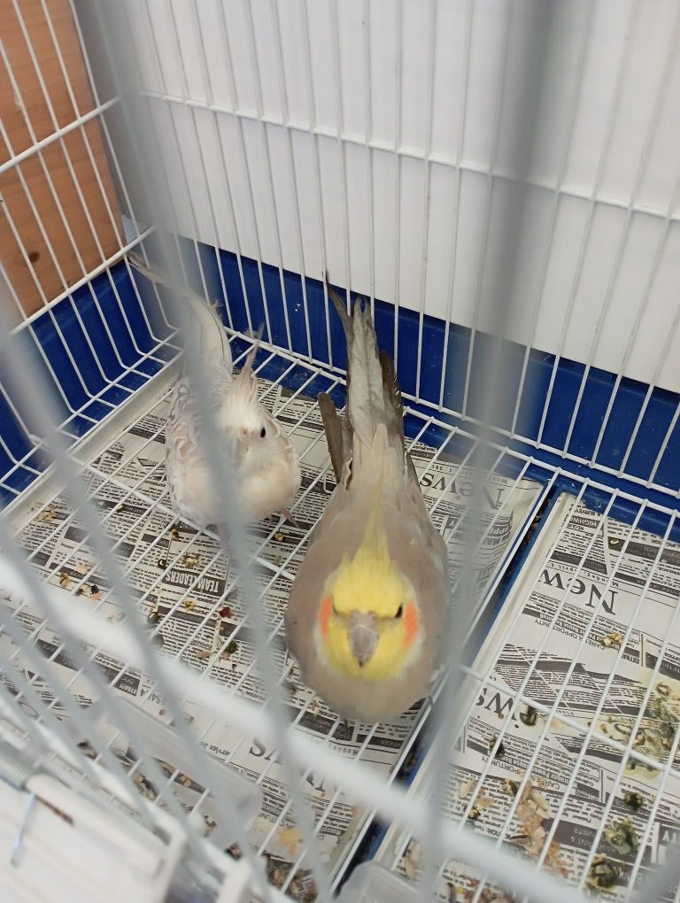 Casal de catturas com giola, URGENTE!!