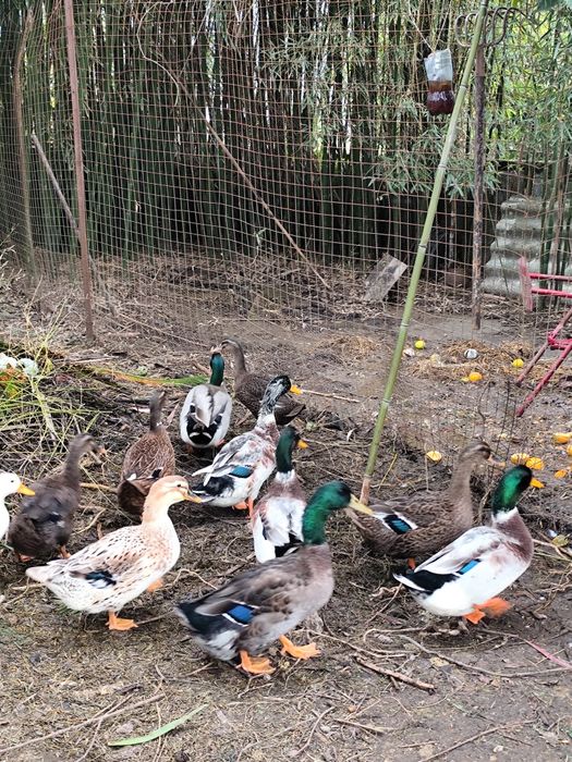 Ovos de pata Rouen férteis