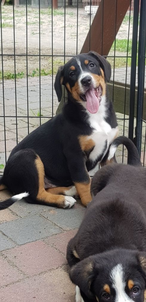 Entlebucher Sennenchund FCI