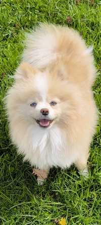 Szpic miniaturowy Pomeranian cream merle niebieskie oczy pies