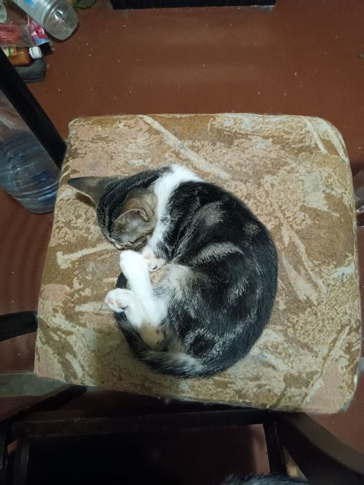 Котята котики красивый котенок