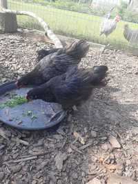 Australorp kura koguty