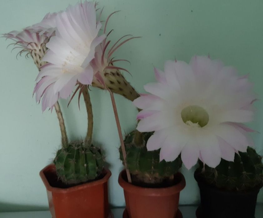 Цветы комнатные недорого,оптом дешевле.