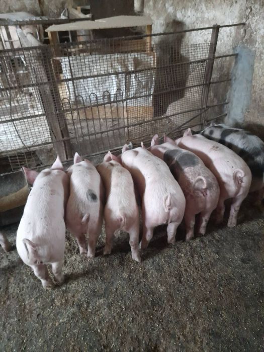 Продам поросят