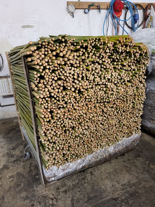 Podkładka wierzby do szczepień 120cm , odporna na choroby !