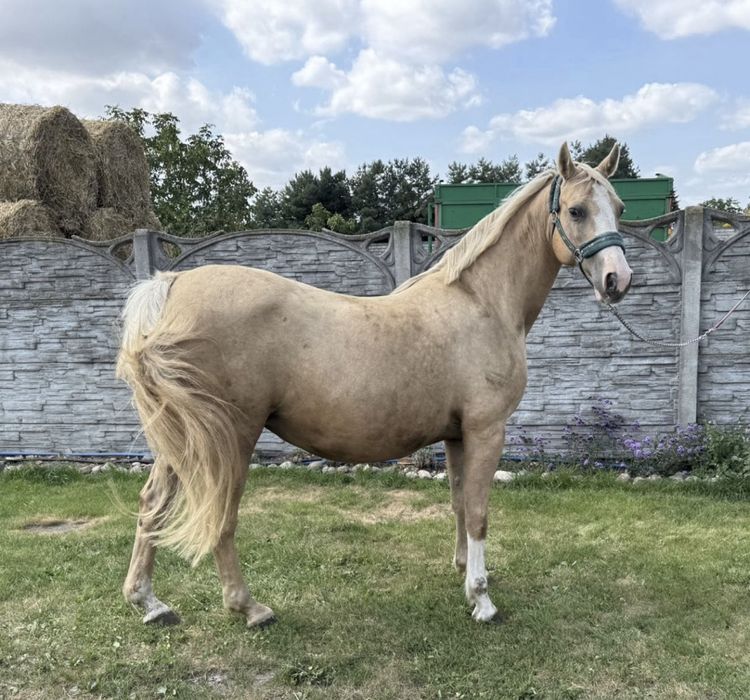 Klacz Izabelowata źrebna